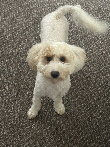 I&rsquo;m selling this little, playful 7-month-old puppy named Max.  He&rsquo;s friendly, full of energy, and looking for a loving home. If you&rsquo;re interested, fee