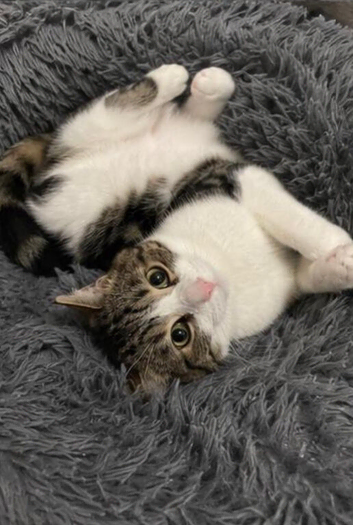 2 Sisters looking for rehoming