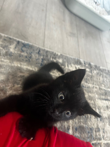 Male black kitten