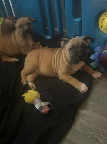 micro pocket bullys