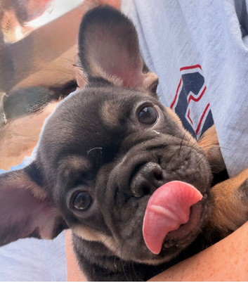 French bull dog puppy 9 weeks