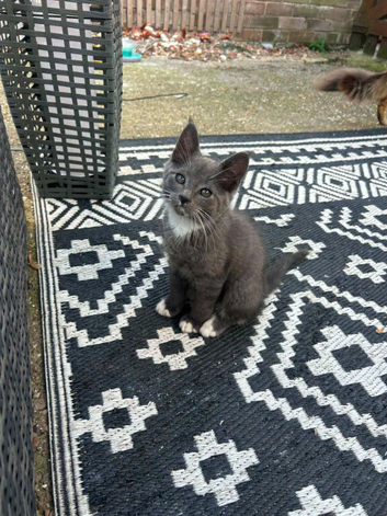 Mainecoon kittens GREYS SMOKEY COATS