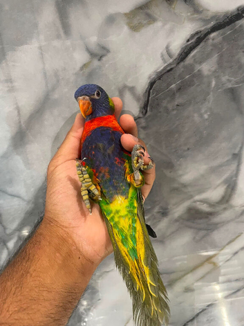 Stunning Baby HandReared Rainbow Lorikeet Parrot,24