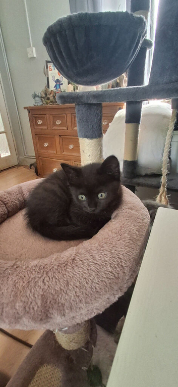 10 week old Female Black tabby