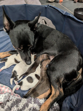 Puppies for sale