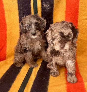 Adorable Jackapoo Pups Ready Now
