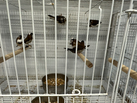 Finches available &pound;15 a bird&ldquo;&rdquo;&rdquo;&rdquo;