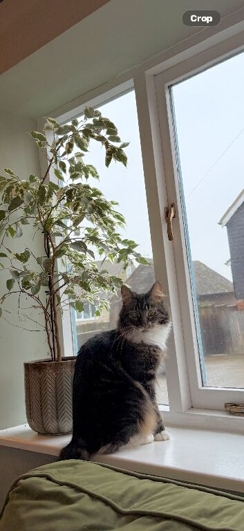 Ottis 2 years for rehoming