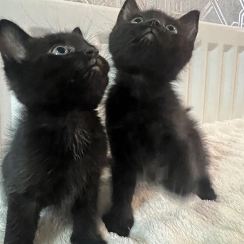 Beautiful kittens