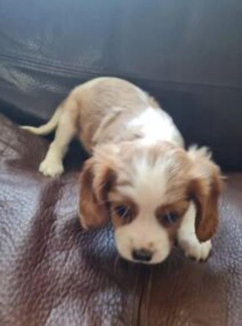 GORGEOUS CAVALIER KING CHARLES SPANIEL PUPPIES READY FOR NEW HOMES