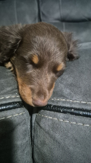 Long haired Miniture dashshund