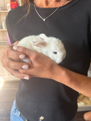 Mini lop