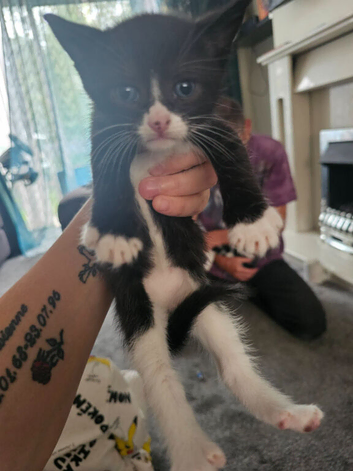 Tuxedo and black and white loving kittens
