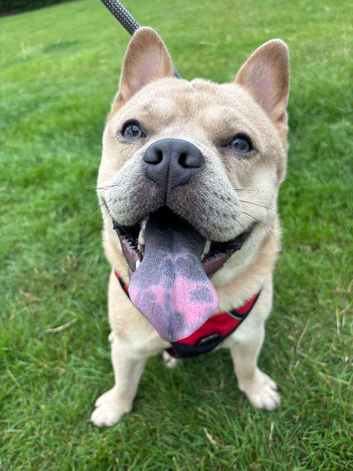 Meet Cairo - 16 month old Frow Frow