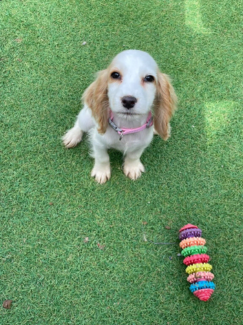 English cocker spaniels. Last girl.
