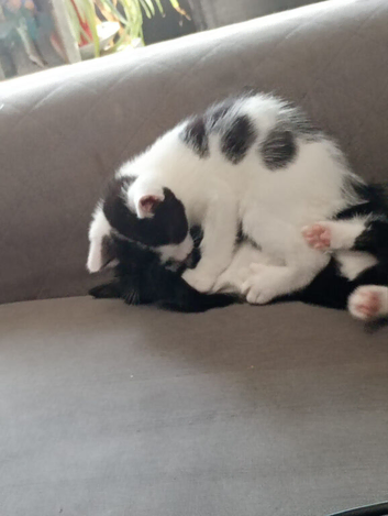 White and black female kitten 15 weeks old