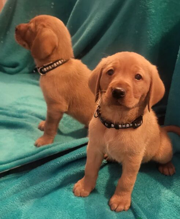 Beautiful Labrador Retriever Puppies &ndash; 4 Boys & 3 Girls &ndash; Ready for Collection 18th March 2026
