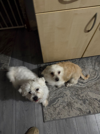4 Bichon Frise Puppies