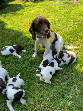 Springer Spaniel Puppies