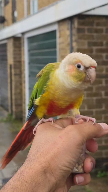 Friendly Female Conure (DNA-Sexed, Hand-Reared)