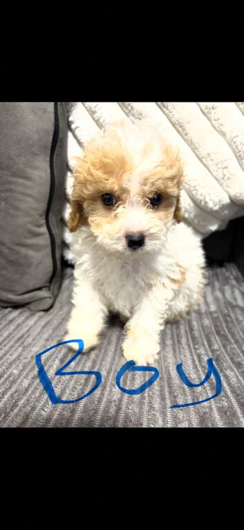 F1BB Cavapoos ready now 1 girl 3 boys