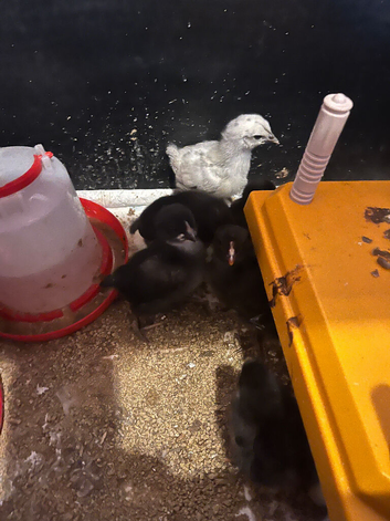 Backyard Chicks Mixed Breed.