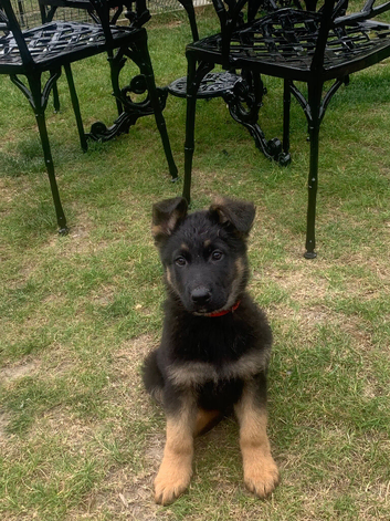 5 stunning German Shepherd puppies