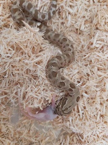 Adult male hognose with set up