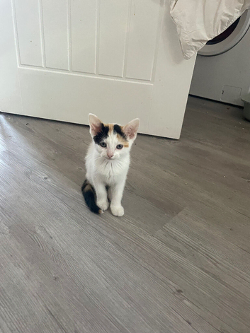 Beautiful kittens available