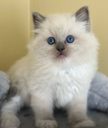 Pure ragdoll babies