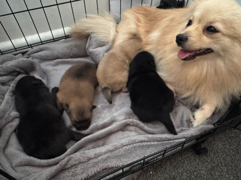 Beautiful Pomeranian pups