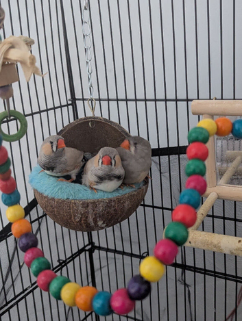 3 zebra Finch's for sell