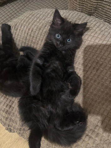 Male Maine Coon Mix Playful, cuddly boy with Zero Off Switch!