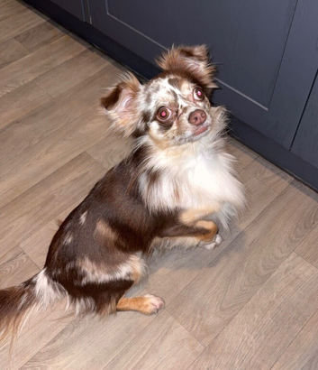 Beautiful chocolate Merle boy