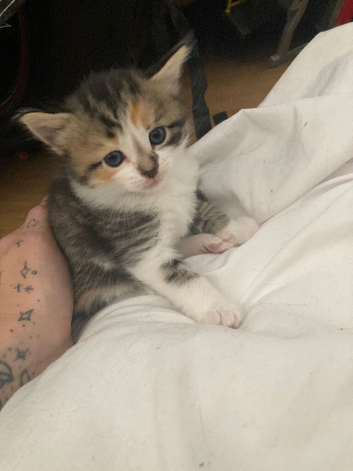 Kittens