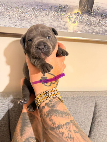 6 champion Staffordshire bull terriers looking for there fur-ever home