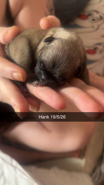 French bulldog puppies