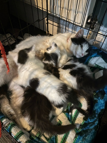 4 beautiful kittens