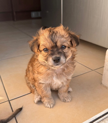 Pomchi puppies