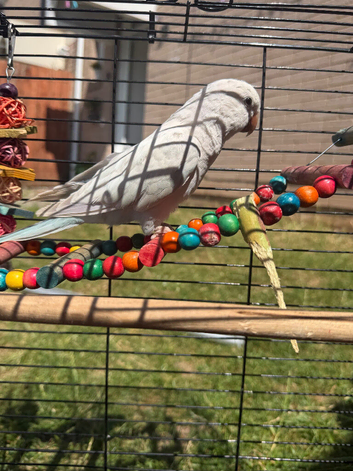 Qucker parrot