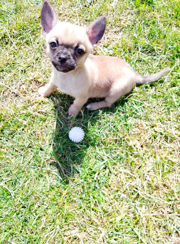 Small chihuahua boy