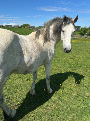 Grey Registered Connemara gelding