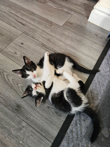 2 beautiful main coon mix female kittens
