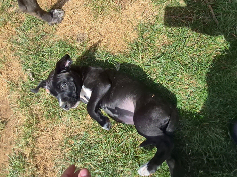 Cane corso x American bulldog puppy