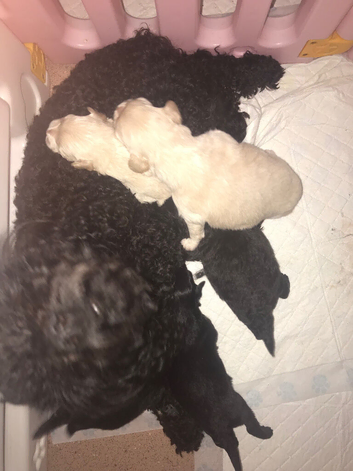 Teddy bear pomapoos