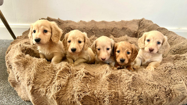 Adorable mini long haired dachshund puppies