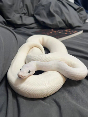 Ivory Ball Python