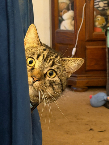 One year old tabby kitten available for adoption rehoming