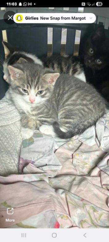 8 week old male kitten