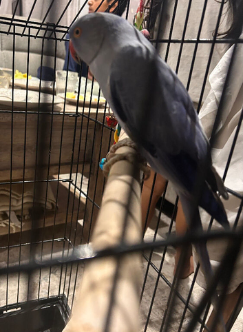 Purple Indian ringneck